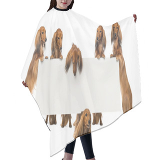 Personality  Group Of Dachshund Standing On Hind Legs And Holding A White Board Against White Background Hair Cutting Cape