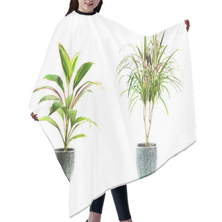 Personality  Green Potted Plant, Trees In The Pot Isolated On White Background. Hair Cutting Cape
