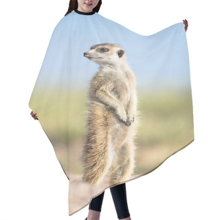 Personality  Meerkat In Veld Hair Cutting Cape