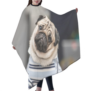 Personality  Cute Dog Pug Breed Have A Question And Making Funny Face Feeling So Happiness And Fun,Selective Focus Hair Cutting Cape