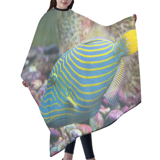 Personality  Bright Striped Tropical Fish Floating In The Warm Sea Hair Cutting Cape