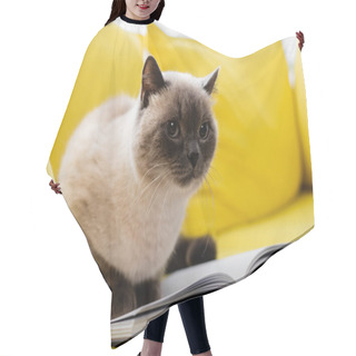 Personality  Cat Sitting On Open Notebook On Yellow Sofa, Blurred Background Hair Cutting Cape