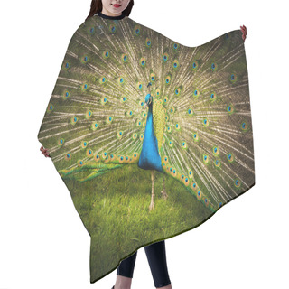 Personality  Portrait Of Peacock With Spread Feathers Hair Cutting Cape