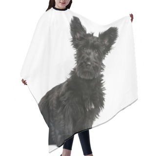 Personality  Skye Terrier Puppy Sitting In Front Of A White Background Hair Cutting Cape