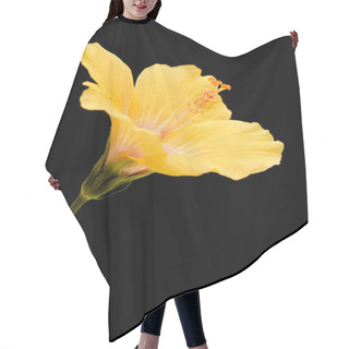 Personality  Beautiful Yellow Hibiscus Rosa-sinensis Aka Chinese Hibiscus Isolated On Black Background Hair Cutting Cape
