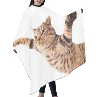Personality  Flying Funny Kitten Hair Cutting Cape