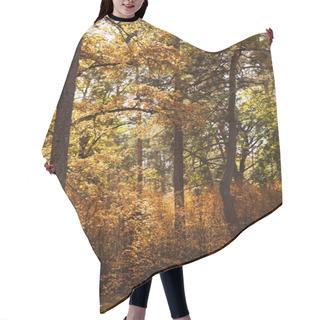 Personality  Trees With Yellow And Green Leaves In Autumnal Park At Day  Hair Cutting Cape