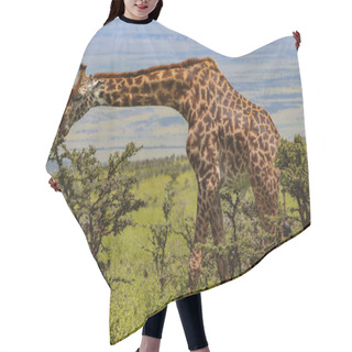 Personality  Giraffe Standing And Eating Green Leaves On Tree In Savanna  Hair Cutting Cape