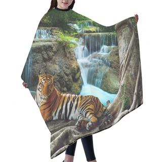 Personality  Indochina Tiger Lying With Relaxing Under Banyantree Against Bea Hair Cutting Cape
