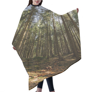 Personality  Sunlight On Meadow In Spruce Forest  Hair Cutting Cape