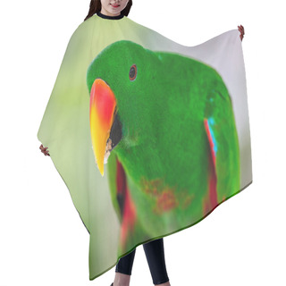 Personality  Male Eclectus Parrot Hair Cutting Cape
