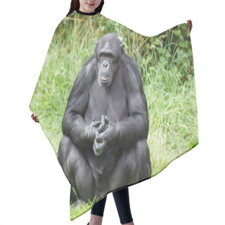 Personality  Chimpanzee Ape Hair Cutting Cape