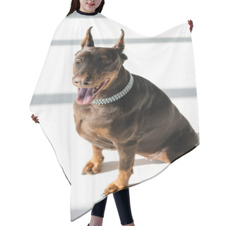 Personality  High Angle View Of Doberman Sitting On White Floor With Grey Shadows Hair Cutting Cape