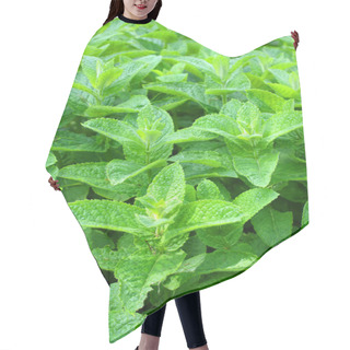 Personality  Spearmint Hair Cutting Cape