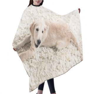 Personality  Golden Retriever Puppy   Hair Cutting Cape