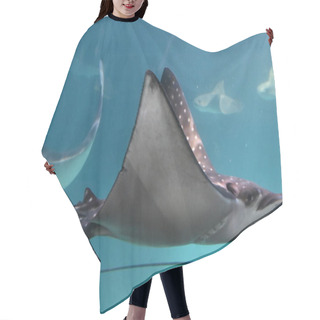 Personality  A Stingray In An Aquarium Hair Cutting Cape