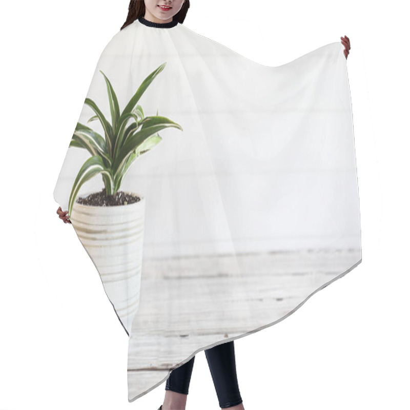 Personality  Potted White Jewel, Dracaena Deremensis, Houseplant Over A Rustic Wood Table With Free Space For Text. Hair Cutting Cape