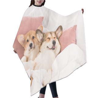 Personality  Cute Pembroke Welsh Corgi Dogs Lying In Bed With White Cups At Home Hair Cutting Cape