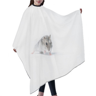 Personality  One Cute, Grey Fluffy Hamster On Grey Background With Copy Space Hair Cutting Cape