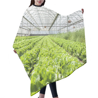 Personality  Organic Salad In Greenhouses Hair Cutting Cape
