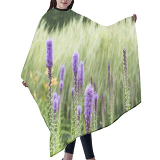 Personality  Selective Focus Of Purple Blooming Lupines In Summertime  Hair Cutting Cape