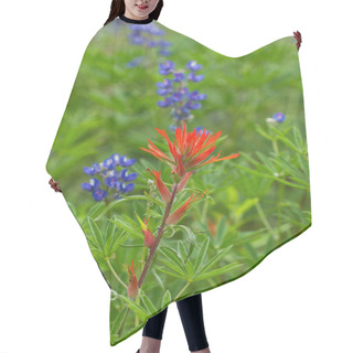 Personality  Vibrant Indian Paintbrush Growing Among The Lupine In Crested Bu Hair Cutting Cape