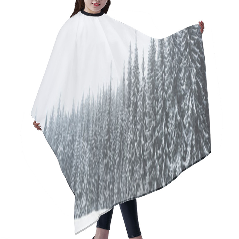 Personality  pine trees forest covered with snow on white sky background, panoramic shot hair cutting cape