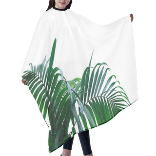 Personality  Dark Green Leaves Of Rainforest Palm Tree The Tropical Foliage Plant Isolated On White Background, Clipping Path Included. Hair Cutting Cape