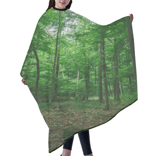 Personality  Path In Green Beautiful Forest In Germany In Summer Hair Cutting Cape