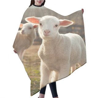 Personality  Two Lambs Hair Cutting Cape