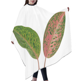 Personality  Aglaonema Foliage, Green And Pink Aglaonema Leaves, Exotic Tropical Leaf, Isolated On White Background With Clipping Path Hair Cutting Cape