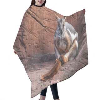 Personality  Landscape Shot Of A Kangaroo Resting On A Huge Boulder Hair Cutting Cape