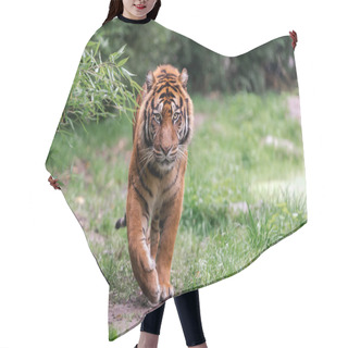 Personality  The Walk Of A Tiger In The Grass, Wildness Concept  Hair Cutting Cape