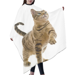 Personality  Young Bengal Cat Or Kitten Clawing At The Air While Looking Upwards Towards Some Food Hair Cutting Cape
