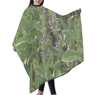 Personality  Kitchen Sage, Salvia Officinalis Hair Cutting Cape