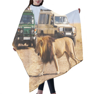 Personality  Lion Crossing Road At African Savannah Hair Cutting Cape