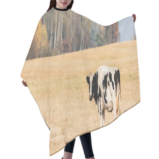 Personality  Panoramic Crop Of Black And White Cow Standing In Field Hair Cutting Cape