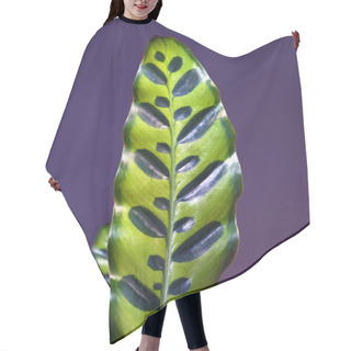 Personality  Single Leaf Of Tropical 'Calathea Lancifolia' Plant, Also Called 'Rattlesnake Plant' With Exotic Dot Pattern On Purple Background Hair Cutting Cape