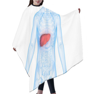 Personality  Human Body Organs Anatomy (Liver) Hair Cutting Cape