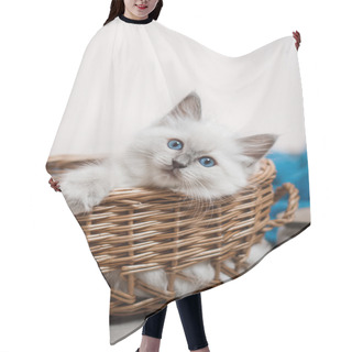 Personality  Ragdoll Blue Point Little Kitten  Hair Cutting Cape