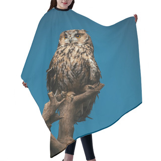 Personality  Cute Wild Owl On Wooden Branch Isolated On Blue Hair Cutting Cape