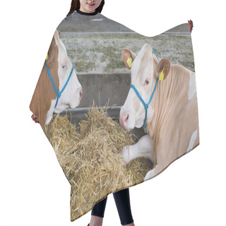 Personality  Simmental Cattle In Stable Hair Cutting Cape