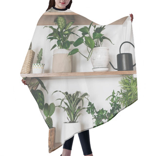 Personality  Stylish Wooden Shelves With Green Plants And Black Watering Can. Hair Cutting Cape