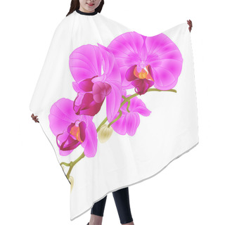 Personality  Stem With Flowers And  Buds Beautiful Orchid Phalaenopsis Purple  Closeup  On A White Background Vintage  Vector Vector Illustration Editable  Hand Draw Hair Cutting Cape
