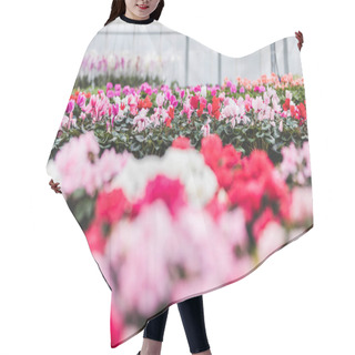 Personality  Pink And White Cyclamen Flowers Nursery In Greenhouse Hair Cutting Cape