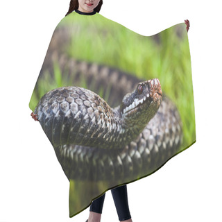 Personality  The Angered Viper. Hair Cutting Cape