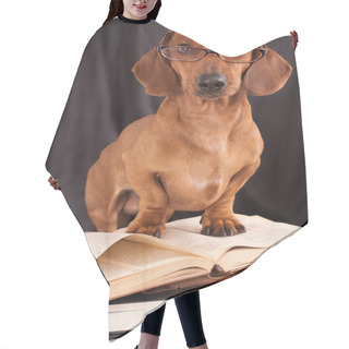 Personality  Dogs Dachshund In Glasses Hair Cutting Cape