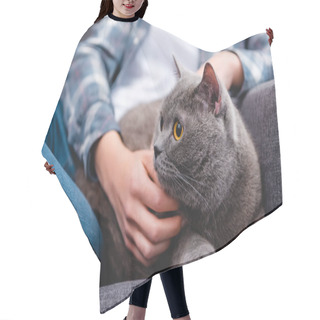 Personality  Partial View Of Woman Stroking Cute British Shorthair Cat   Hair Cutting Cape