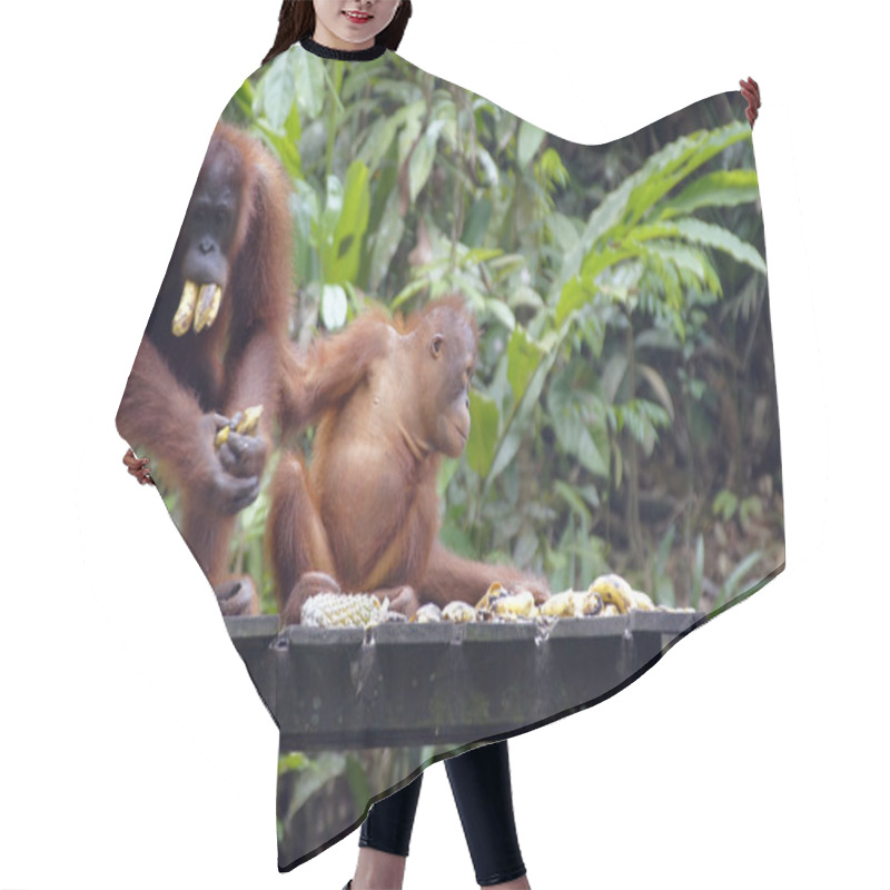 Personality  Orang Hair Cutting Cape