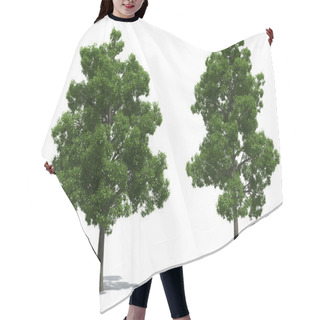 Personality  Beech Trees Hair Cutting Cape